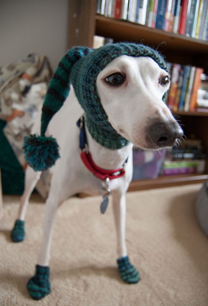 Patons kroy sock yarn knit socks for italian greyhound